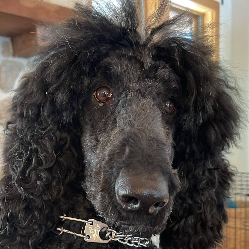 Meet your Posher, June